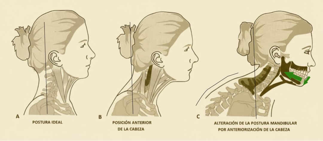 Lengua, respiración, mordida y visión: la conexión que influye en tu postura y bienestar
